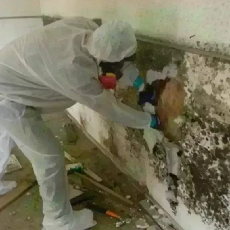 Mold Remediation and Removal in Beaver County, OK